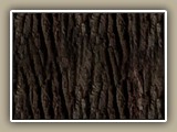 sv-bark6