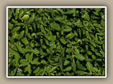 sv-bush2