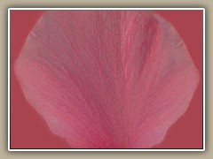 sv-flower01