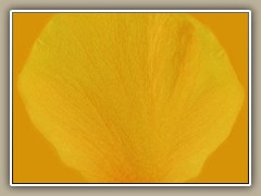 sv-flower01a
