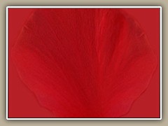 sv-flower01b