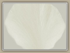 sv-flower01c