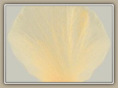 sv-flower01ca