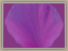 sv-flower01d