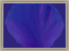 sv-flower01e