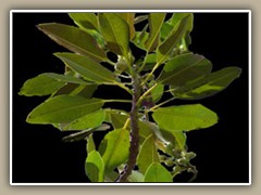 sv-gntree2