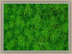 sv-grass6