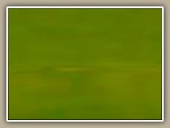 sv-hplant02b