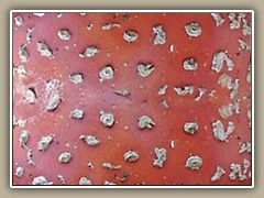 sv-mushroom1