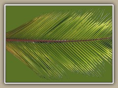 sv-palm04