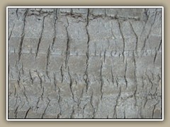 sv-pbark3