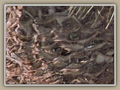 sv-pbark5