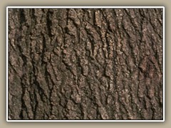 sv-pbark7