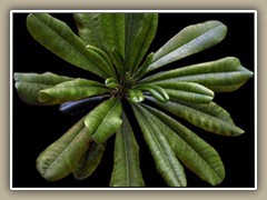 sv-plant06