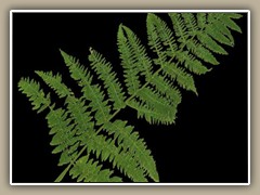 sv-plant08