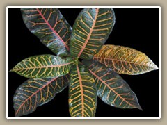 sv-plant15
