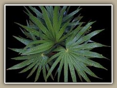 sv-plant20