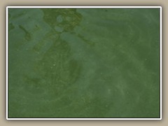sv-pondwater1