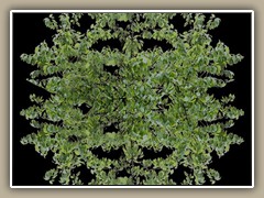 sv-tree1