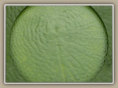 sv-waterlily01