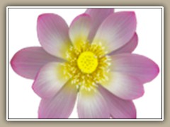 sv-waterlily03