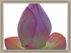 sv-waterlily04