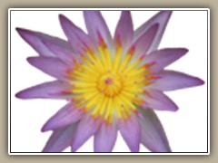 sv-waterlily05