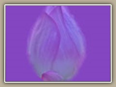 sv-waterlily05a