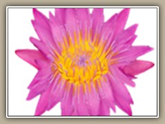 sv-waterlily06