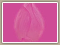 sv-waterlily06a