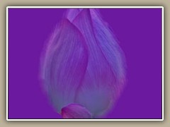 sv-waterlily07a