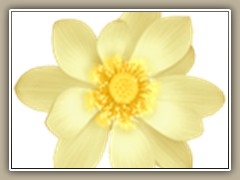 sv-waterlily08