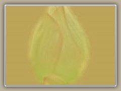 sv-waterlily08a