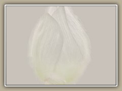 sv-waterlily09a